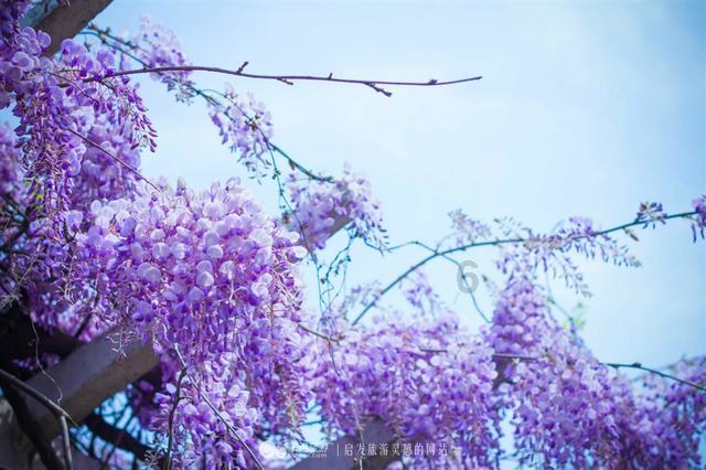 【2024春节山东乡村文化旅游节】满满年味!幸福新昌喊您过大年~~~
